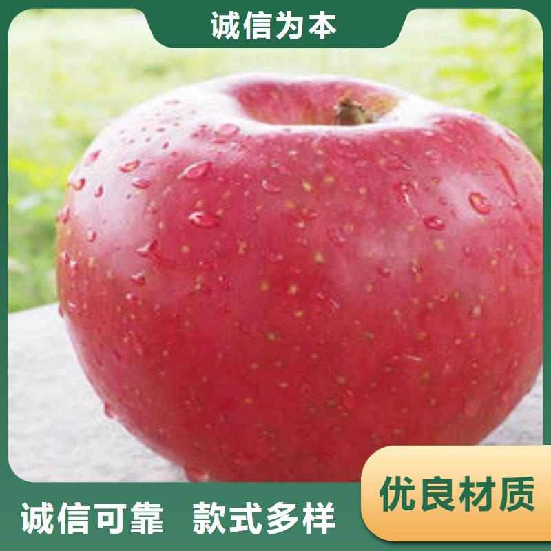 红富士苹果_苹果种植基地苹果种植基地自有生产工厂
