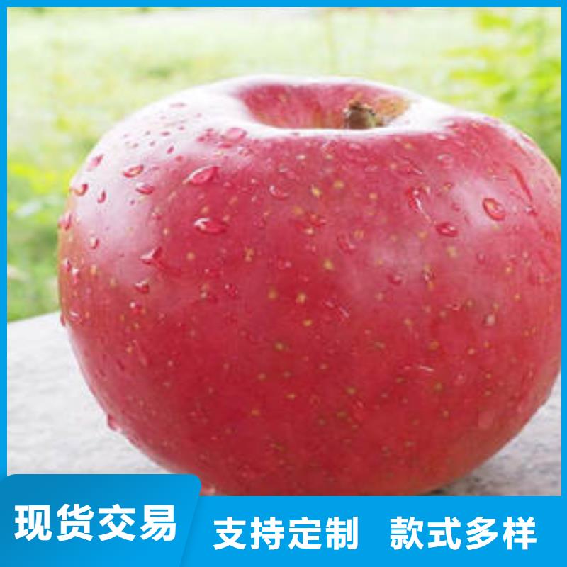 苹果种植基地-视频-苹果种植基地|盘锦市|盘山|双台子|大连|朝阳|本溪|鞍山|丹东|阜新|锦州
