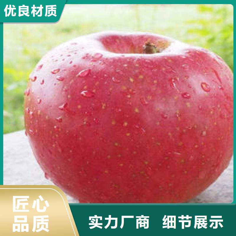 【红富士苹果苹果种植基地欢迎来厂考察】