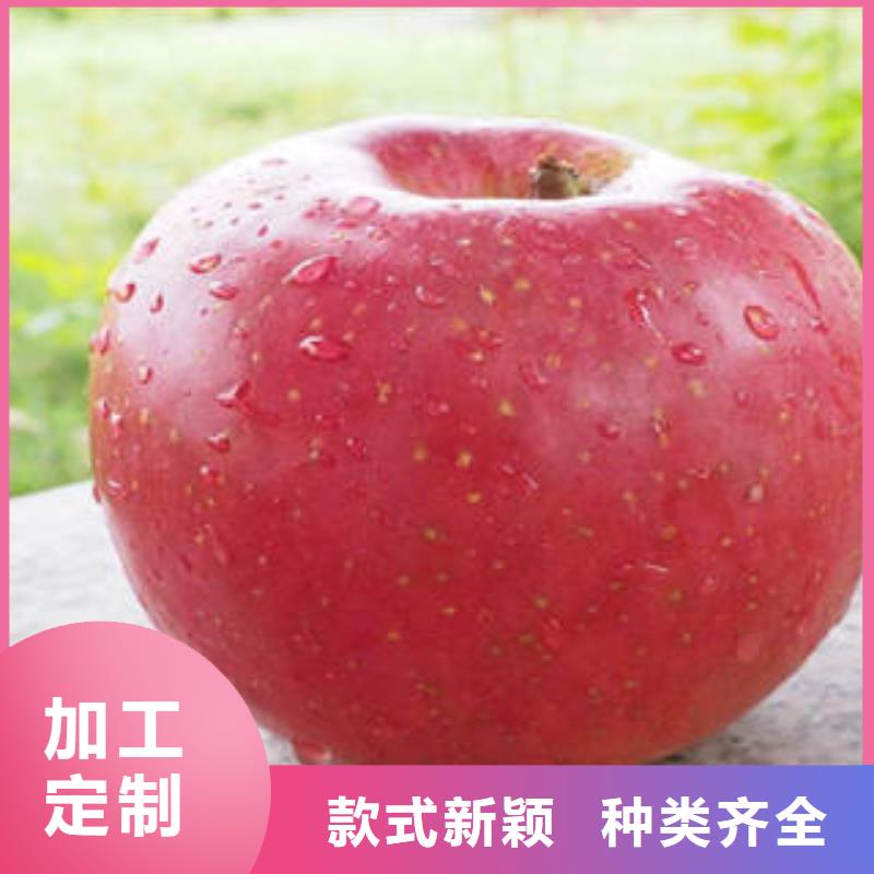 红富士苹果,嘎啦苹果高品质诚信厂家