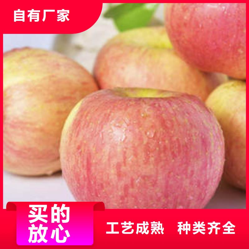 红富士苹果-嘎啦苹果厂家直销
