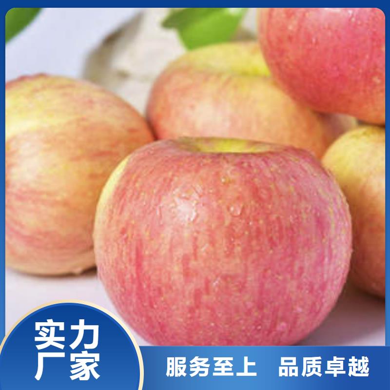 苹果种植基地-视频-浙江省嘉兴市|桐乡|海宁|衢州|温州|杭州|金华|台州|丽水苹果种植基地-景才