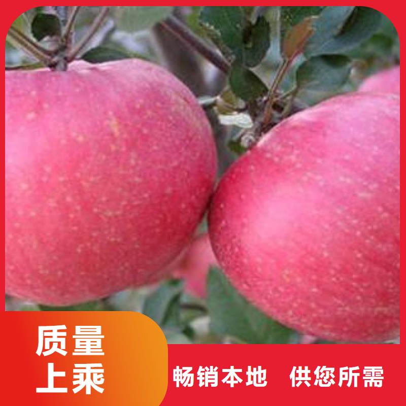 红富士苹果,嘎啦苹果高品质诚信厂家