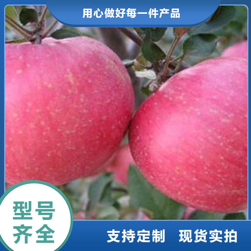 红富士苹果-嘎啦苹果量大从优