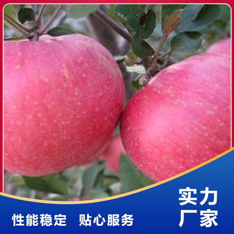 苹果种植基地-视频-苹果种植基地|盘锦市|盘山|双台子|大连|朝阳|本溪|鞍山|丹东|阜新|锦州