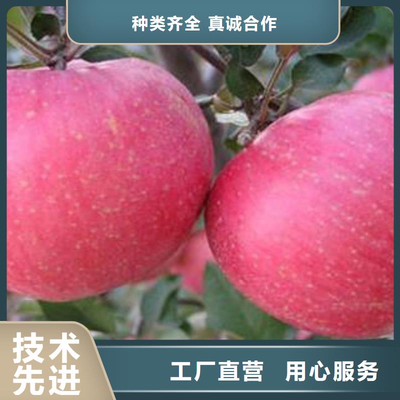 【红富士苹果红富士苹果批发源厂直销】