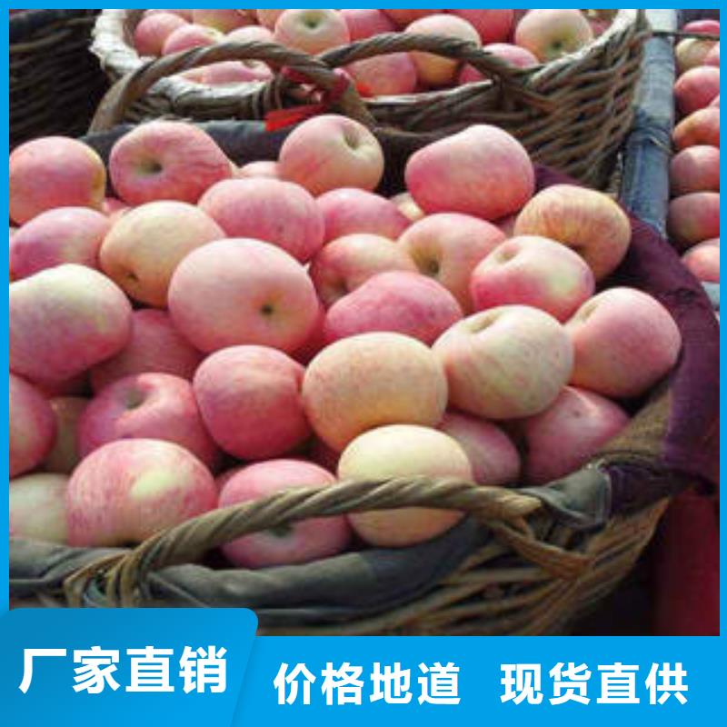 【红富士苹果】嘎啦苹果真正让利给买家