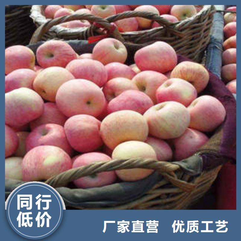 红富士苹果直销厂家
