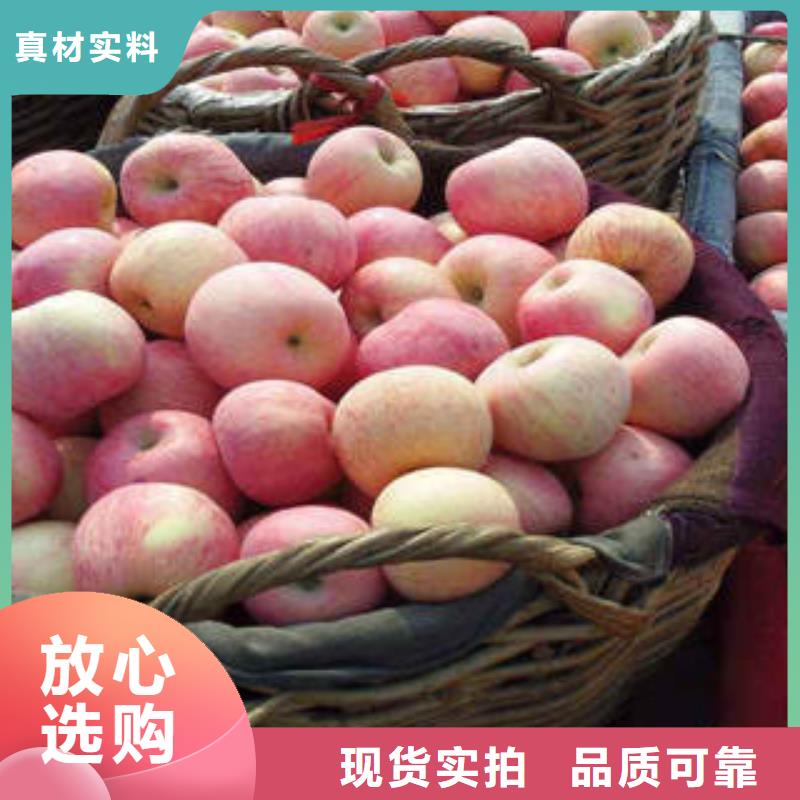 红富士苹果_红富士苹果批发制造厂家