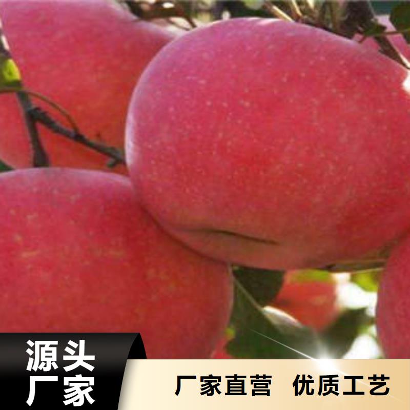 红富士苹果苹果种植基地规格齐全实力厂家