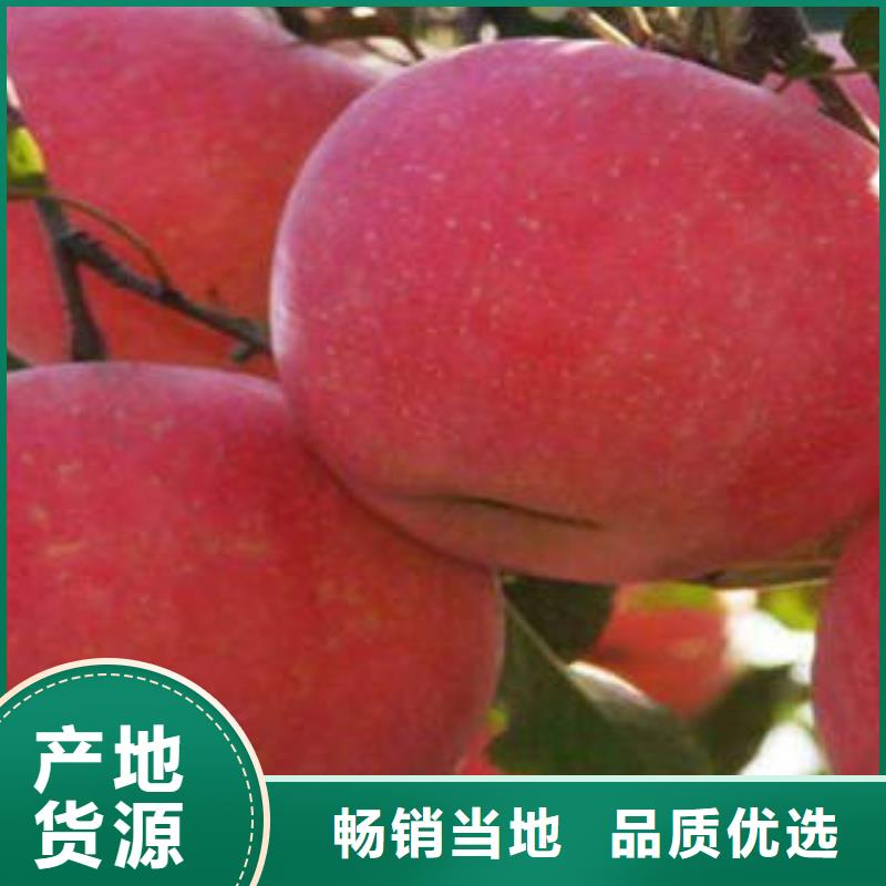 红富士苹果嘎啦苹果价格合理