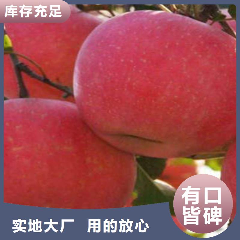 红富士苹果-嘎啦苹果厂家直销
