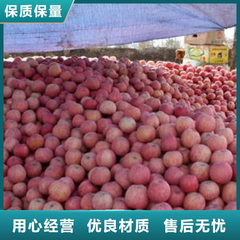 红富士苹果嘎啦苹果价格合理