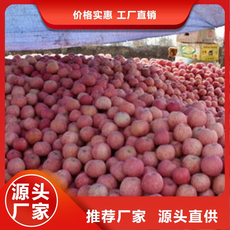 红富士苹果同行低价