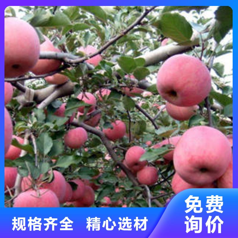 红富士苹果苹果免费寄样