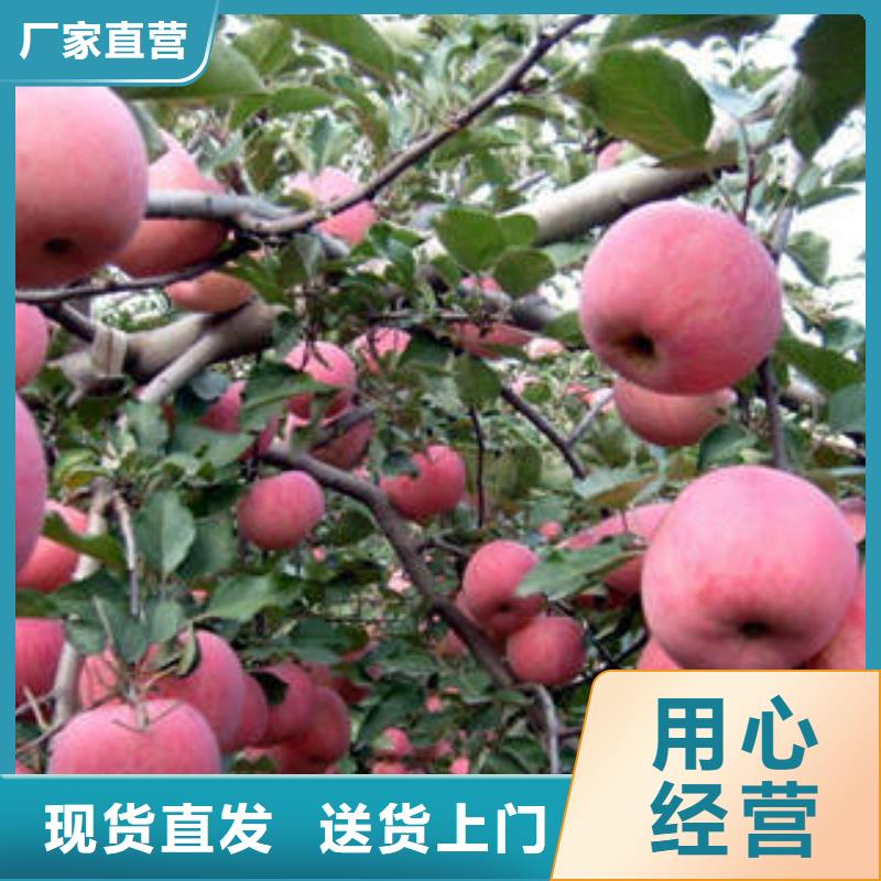 红富士苹果实力优品