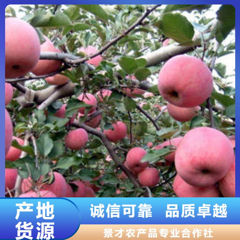 红富士苹果大厂家实力看得见