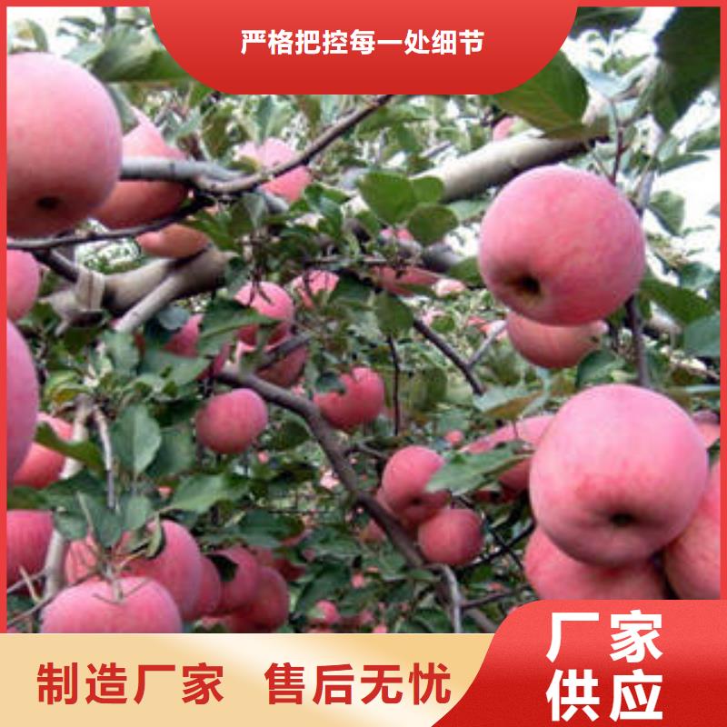 红富士苹果,嘎啦苹果高品质诚信厂家