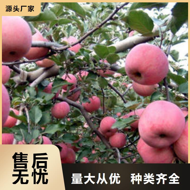 红富士苹果苹果种植基地厂家案例