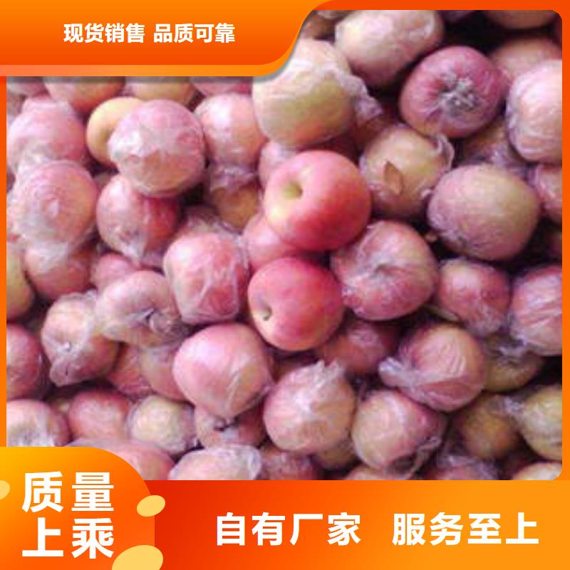 红富士苹果大厂家实力看得见