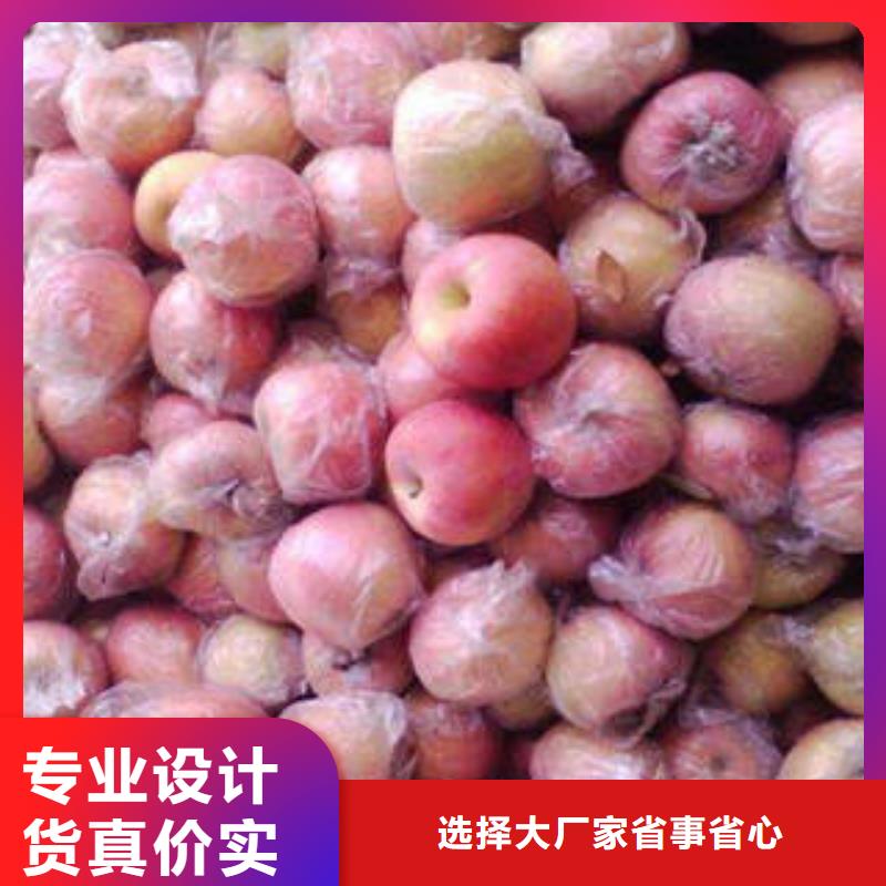 红富士苹果嘎啦苹果注重细节