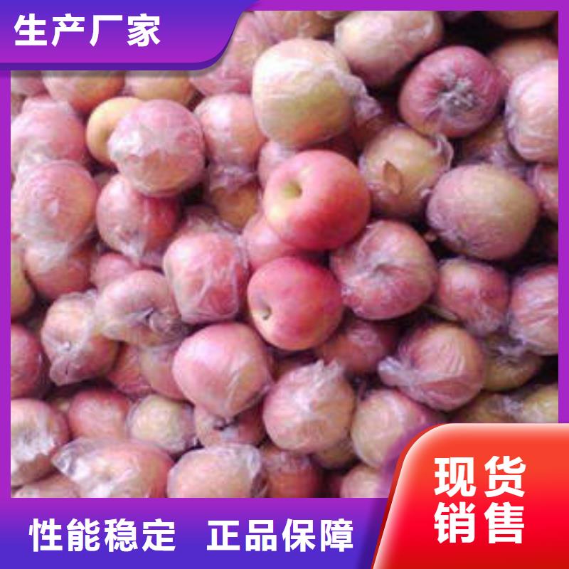 红富士苹果苹果种植基地大厂生产品质