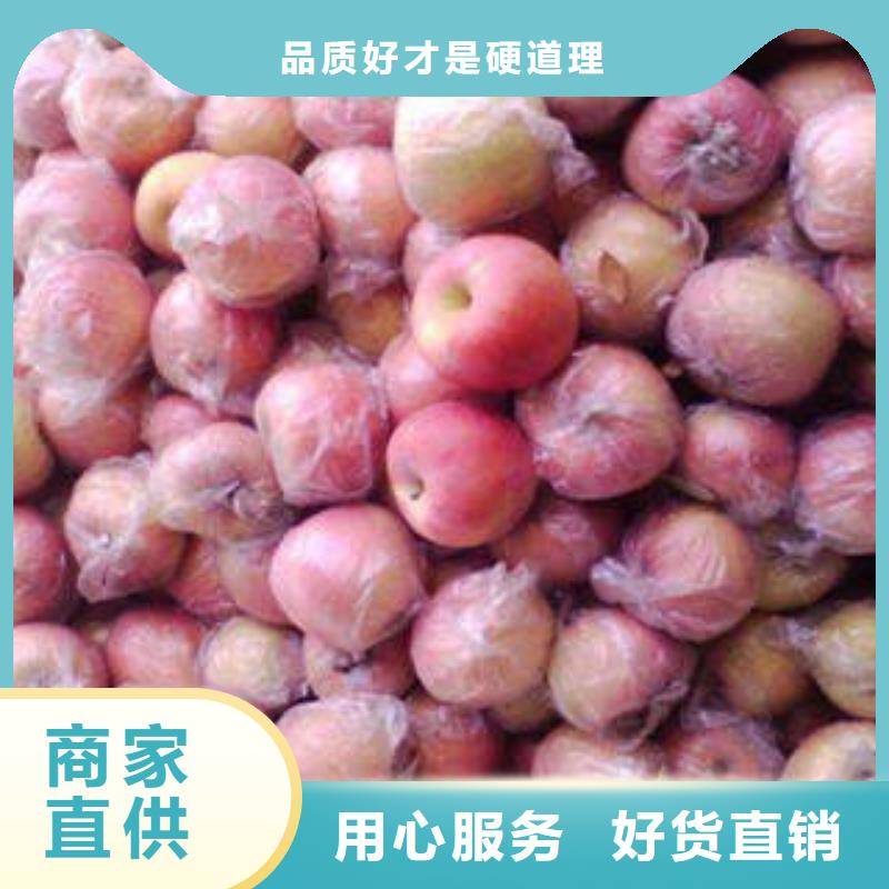 红富士苹果,嘎啦苹果高品质诚信厂家