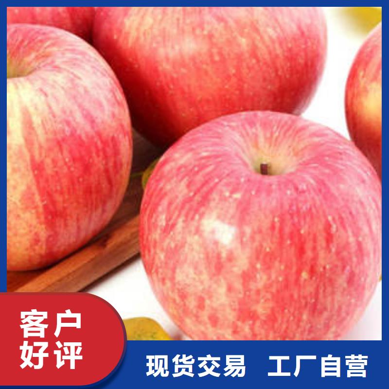 苹果种植基地-视频-浙江省嘉兴市|桐乡|海宁|衢州|温州|杭州|金华|台州|丽水苹果种植基地-景才