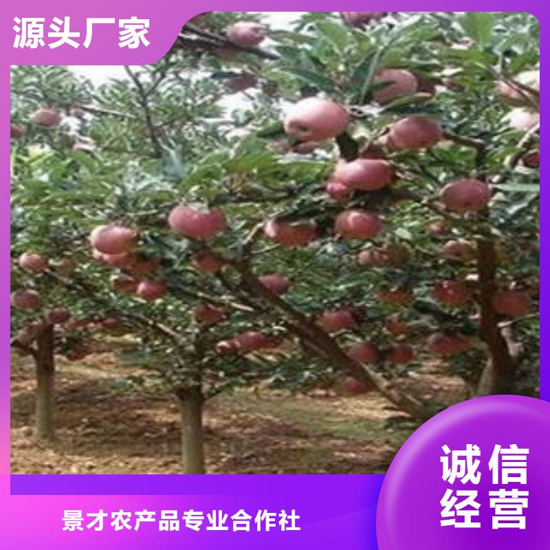 红富士苹果嘎啦苹果好品质经得住考验