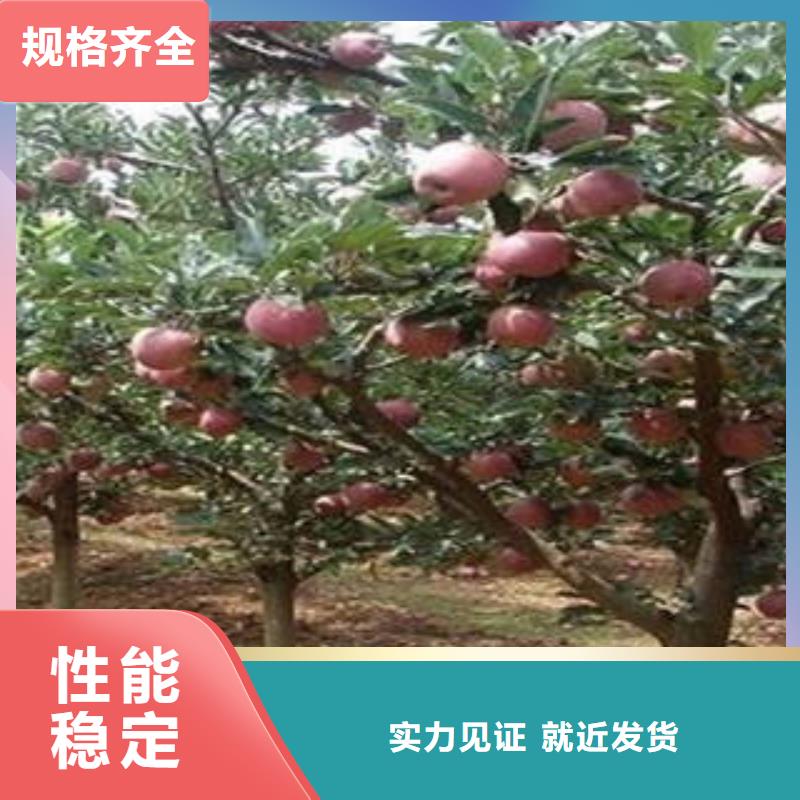 红富士苹果苹果种植基地品质服务