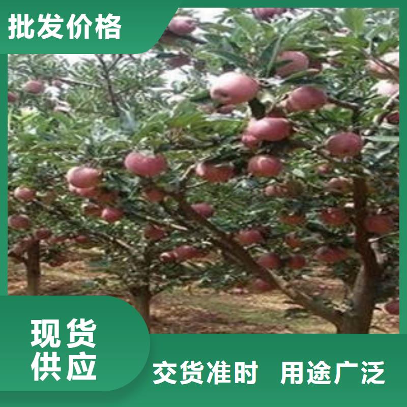 红富士苹果物美价优