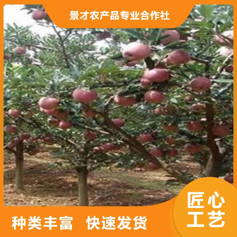 红富士苹果直销厂家