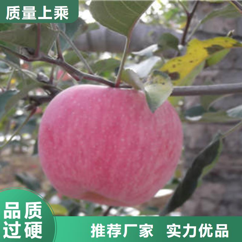 苹果种植基地-视频-苹果种植基地|盘锦市|盘山|双台子|大连|朝阳|本溪|鞍山|丹东|阜新|锦州