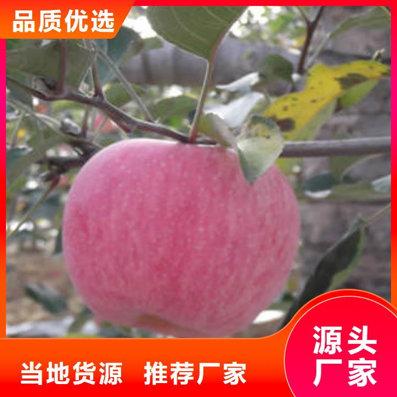 红富士苹果苹果免费寄样