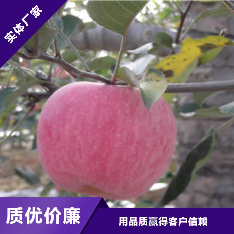 苹果种植基地-视频-浙江省嘉兴市|桐乡|海宁|衢州|温州|杭州|金华|台州|丽水苹果种植基地-景才