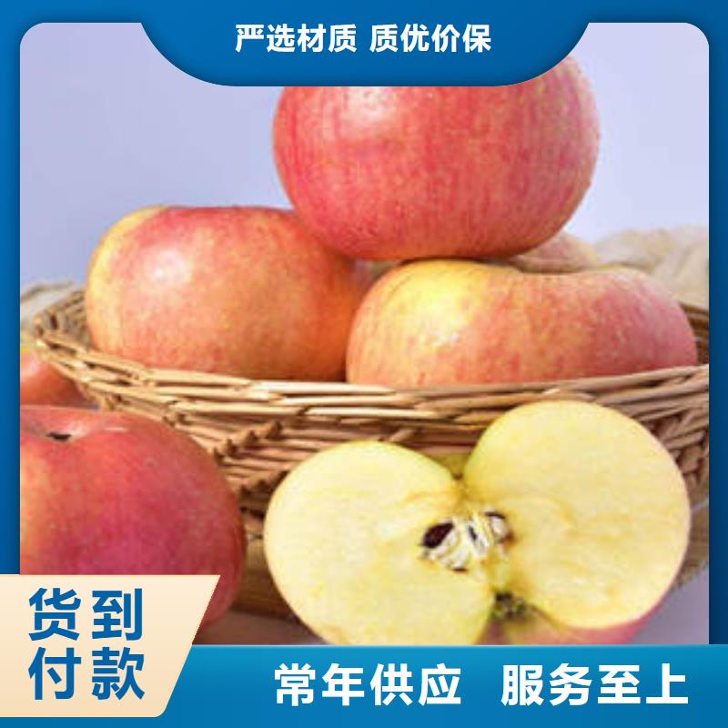 苹果种植基地-视频-浙江省嘉兴市|桐乡|海宁|衢州|温州|杭州|金华|台州|丽水苹果种植基地-景才