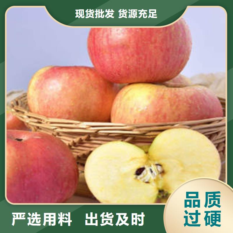 红富士苹果苹果种植基地厂家案例