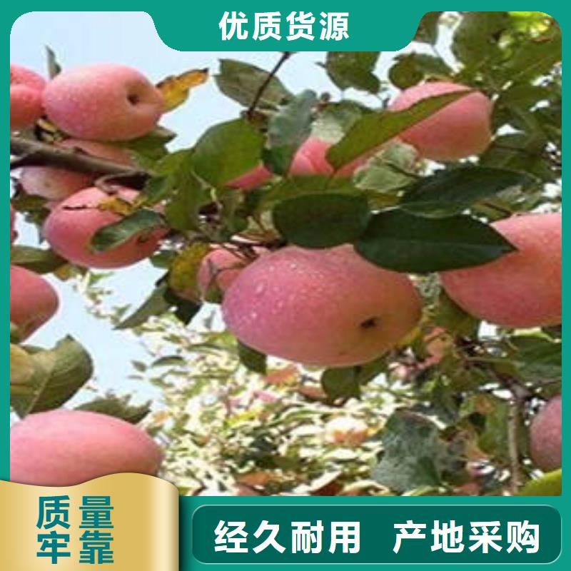 红富士苹果实力优品