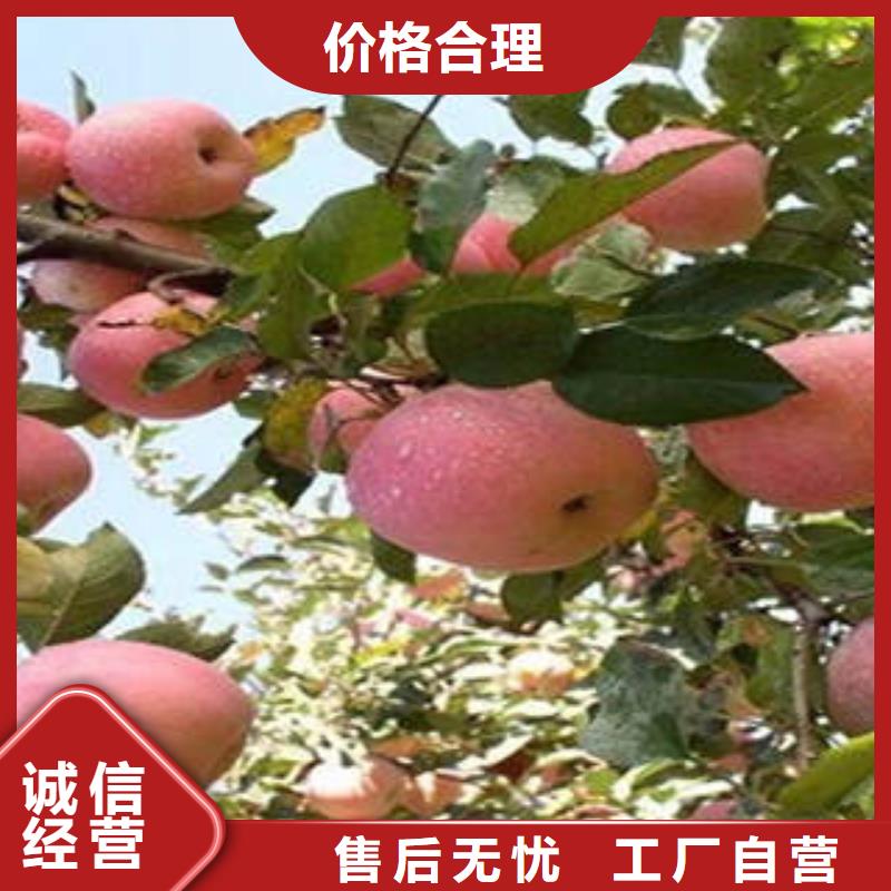 红富士苹果苹果种植基地厂家