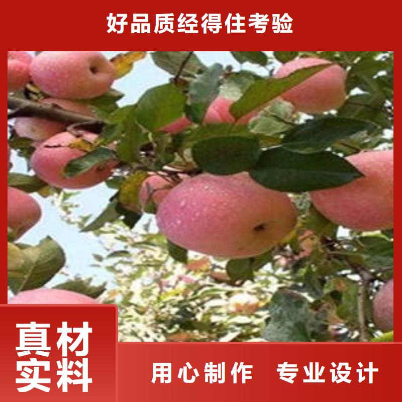 红富士苹果-嘎啦苹果厂家直销