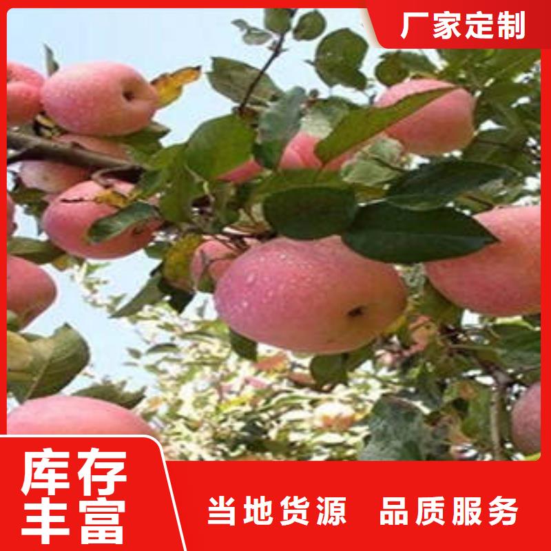 红富士苹果嘎啦苹果匠心制造