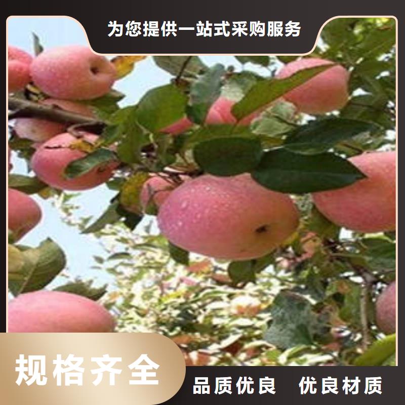 红富士苹果直销厂家