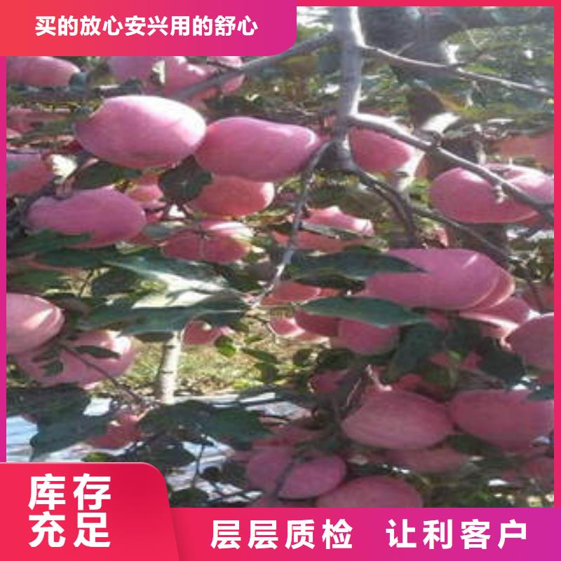 红富士苹果苹果免费寄样