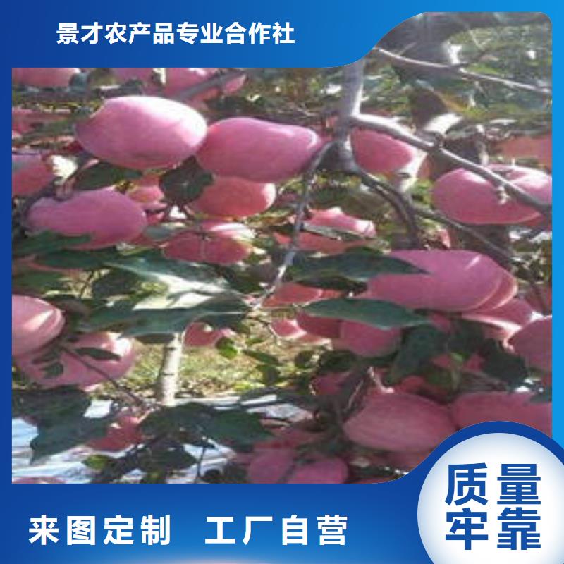 红富士苹果-嘎啦苹果量大从优