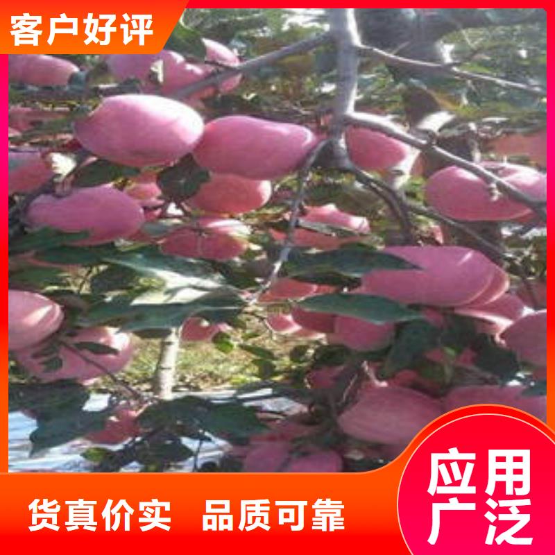 苹果种植基地-视频-浙江省嘉兴市|桐乡|海宁|衢州|温州|杭州|金华|台州|丽水苹果种植基地-景才