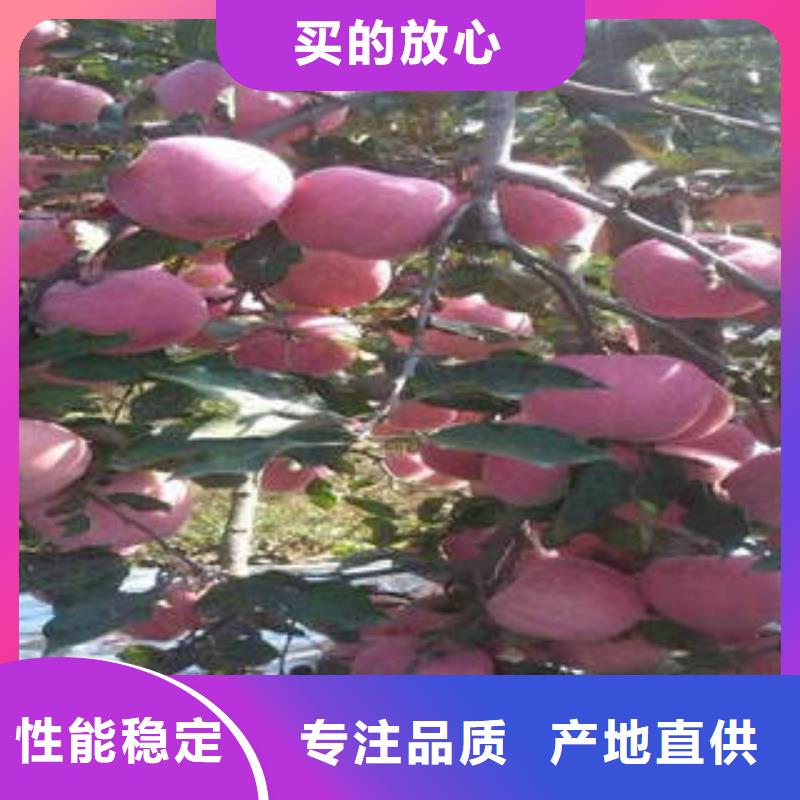 苹果种植基地-视频-浙江省嘉兴市|桐乡|海宁|衢州|温州|杭州|金华|台州|丽水苹果种植基地-景才