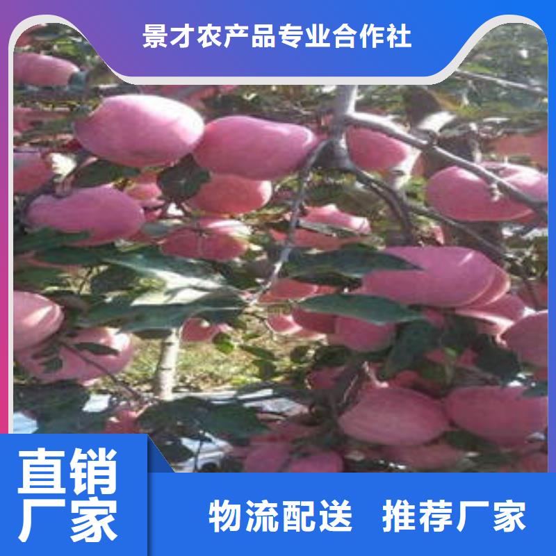 红富士苹果追求细节品质
