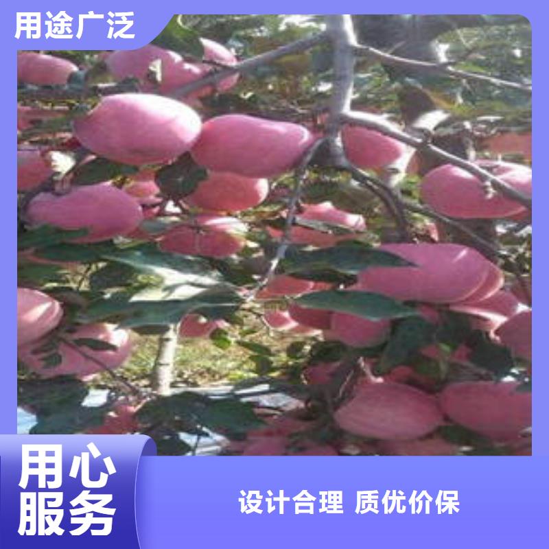 红富士苹果嘎啦苹果货源稳定