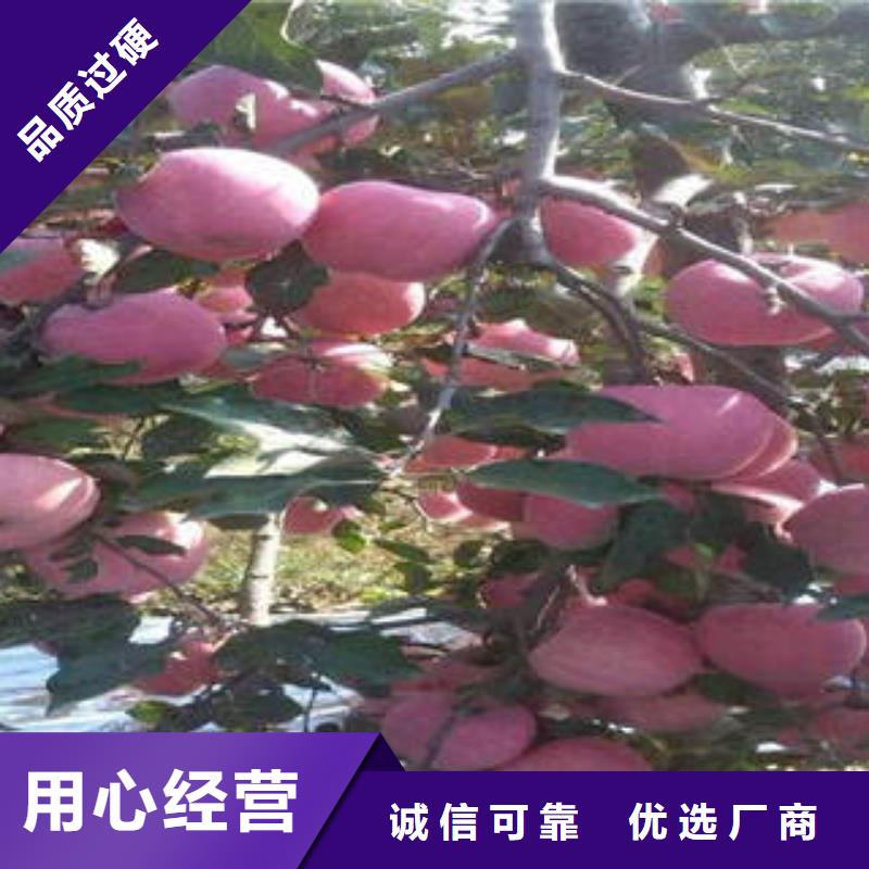 红富士苹果_红富士苹果批发制造厂家