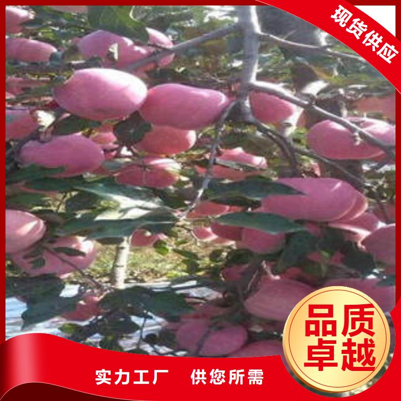 红富士苹果苹果种植基地品质服务